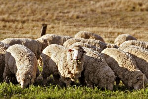 1200px-Sheep_eating_grass_edit02