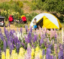 3-Camping_fleurs_NZ_Terra-Tributa