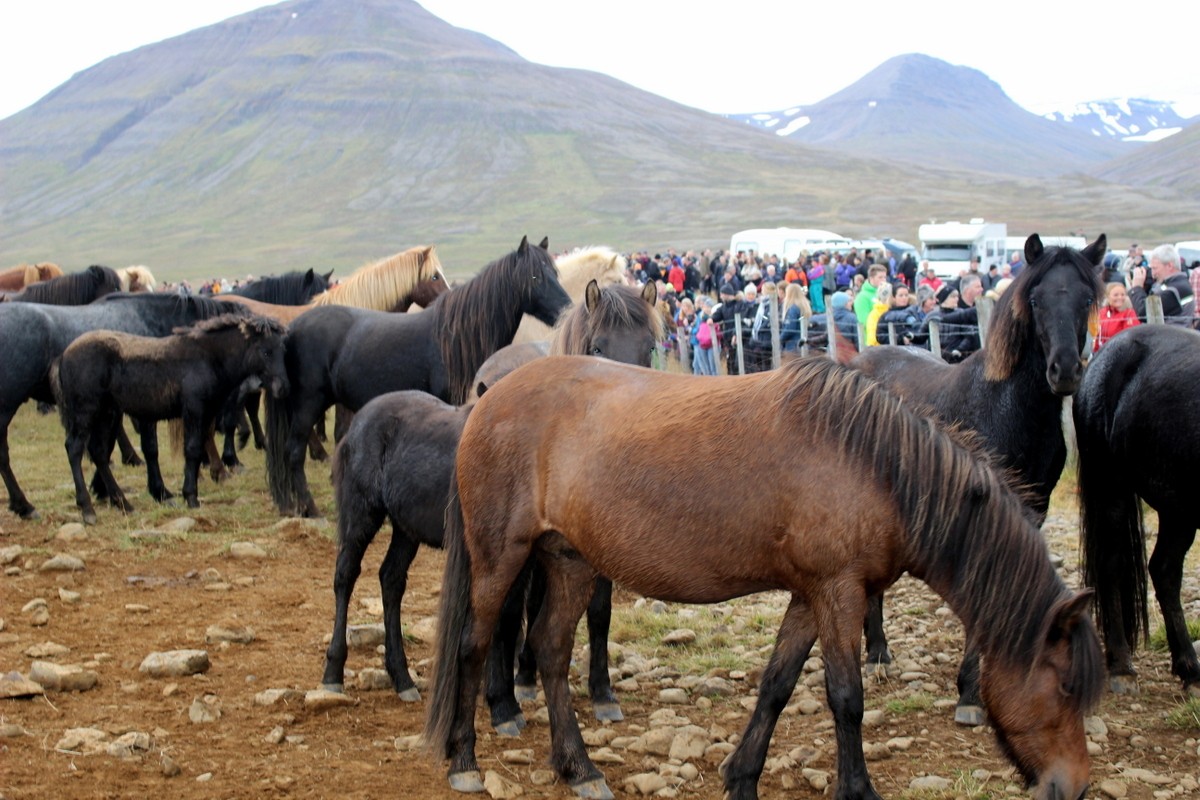 La fête du rassemblement des chevaux au nord de l’Islande.